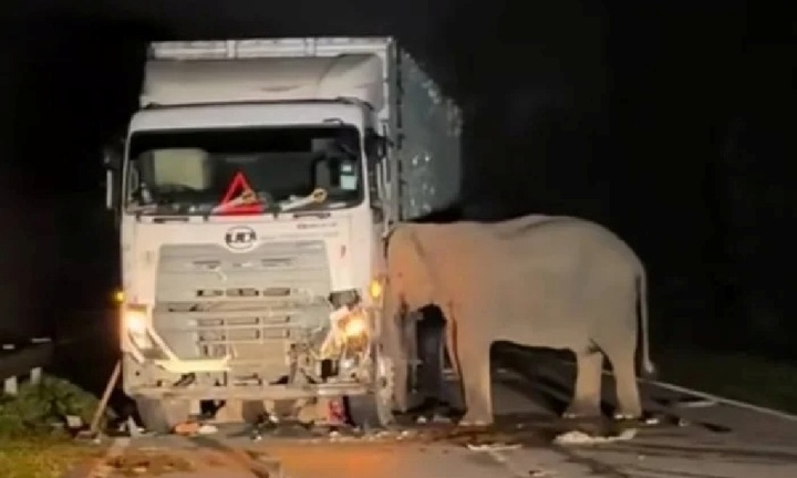 Voi con thiệt mạng khi sang đường, hành động cuối cùng của voi mẹ khiến nhiều người rơi lệ