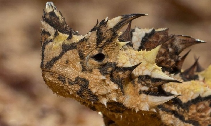 Chiêm ngưỡng loài bò sát có vẻ ngoài 