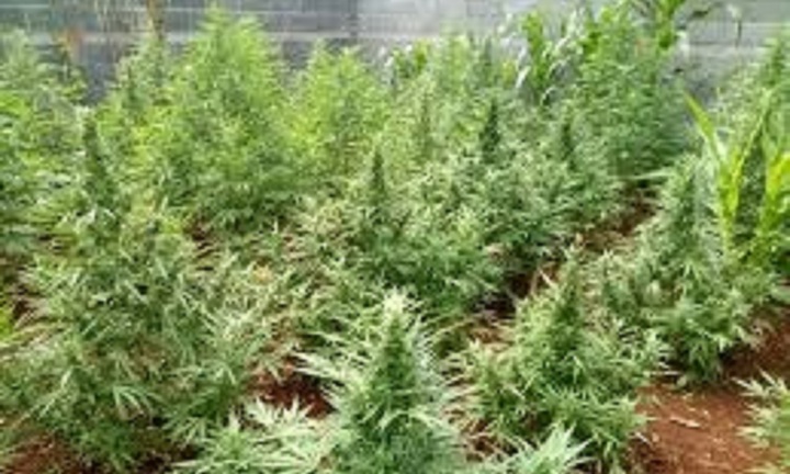 Trồng cây cần sa bị xử phạt như thế nào?