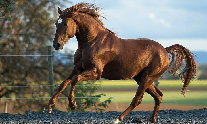 Tại sao ngựa đứng cả ngày lẫn đêm và thậm chí không nằm xuống để ngủ?