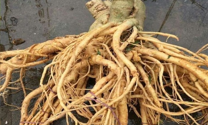 Trồng cây đinh lăng bao nhiêu năm tuổi là tốt nhất?