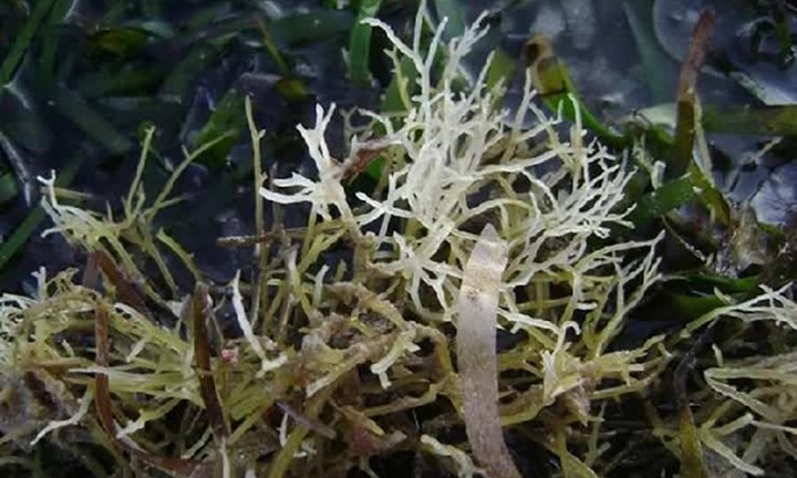 Bí mật loại rau tên là bộ phận của một con vật, xưa là rau dại nay thành đặc sản nổi tiếng bán gần 1 triệu/kg