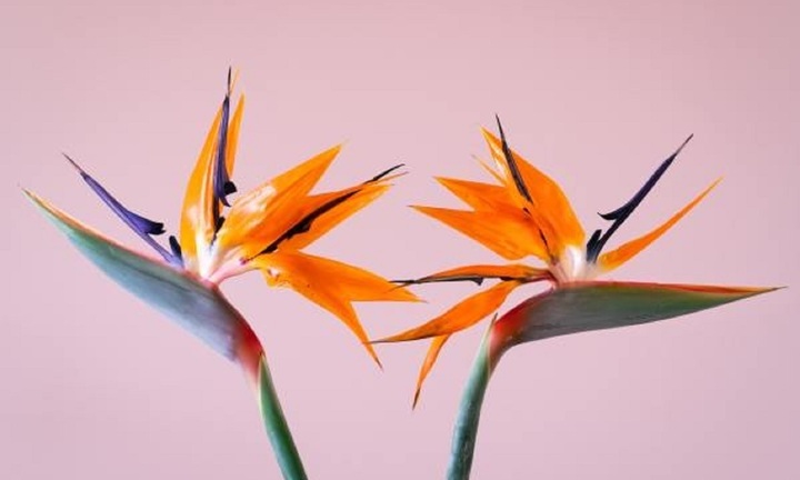 Mẹo cắm hoa thiên điểu nhanh nở