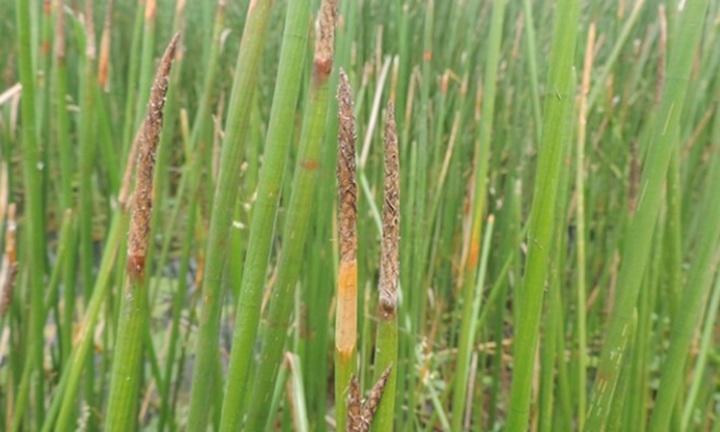 Ngỡ ngàng cây dại mọc bờ ao, nay thành