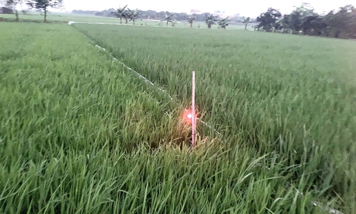 Dùng điện bẫy chuột khiến 1 người tử vong, chủ ruộng ở Trà Vinh bị tạm giữ