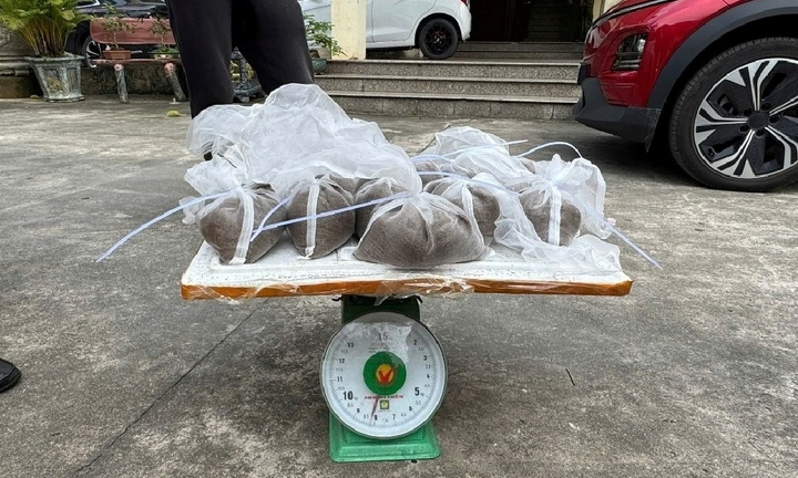 Phát hiện số lượng lớn ngao giống không rõ nguồn gốc