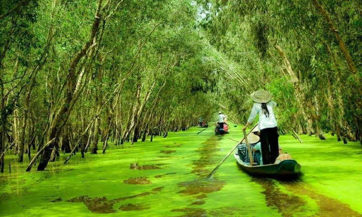 Ngắm rừng tràm Trà Sư đẹp nhất mùa nước nổi