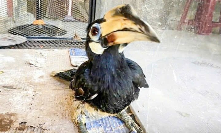 Chim quý hiếm cao cát bụng trắng, mỏ