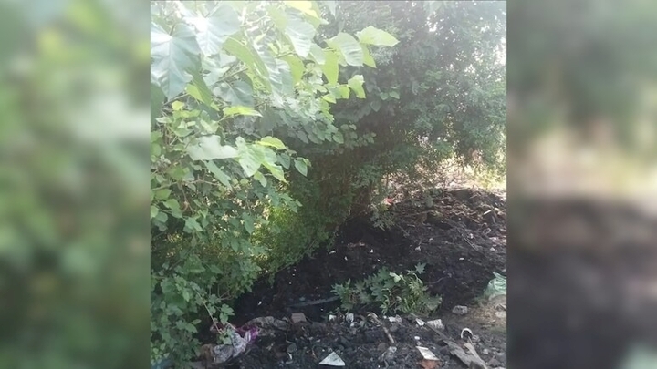 Đang ngủ dưới gốc cây, người đàn ông bị nhân viên vệ sinh đổ bùn thải lên người, tử vong thương tâm