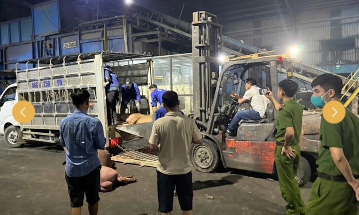 Vĩnh Phúc: Phát hiện 9 con lợn chết bốc mùi hôi thối được mang đi tiêu thụ