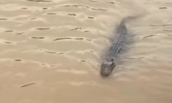  Phát hiện cá sấu nổi trên sông ở Tiền Giang