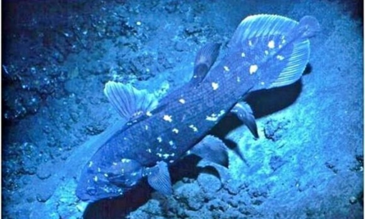 Loài động vật quý hiếm tưởng đã tuyệt chủng 70 triệu năm, bất ngờ được tìm thấy ở khu vực rất gần Việt Nam