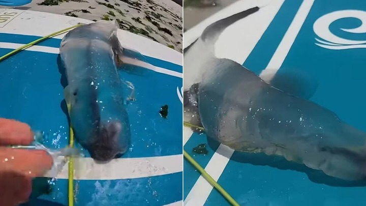 Loài sinh vật biển trong suốt, hình dáng 