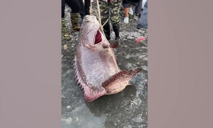 Clip: Cận cảnh con cá mú khổng lồ nặng 101kg được cần thủ bán giá 45 triệu đồng