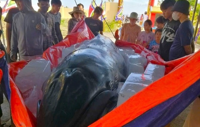 Ninh Thuận: Xác cá Ông dài 4m, nặng gần 1 tấn trôi dạt vào bờ biển