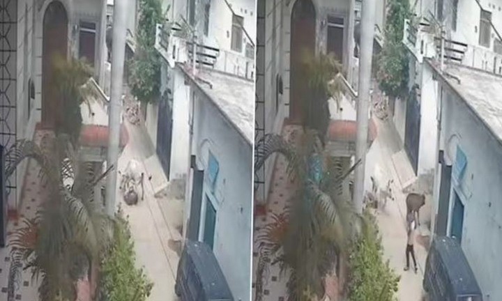 Clip: Bò tót hung dữ đi lạc bất ngờ lao tới tấn công hai người đi xe máy, một người tử vong thương tâm