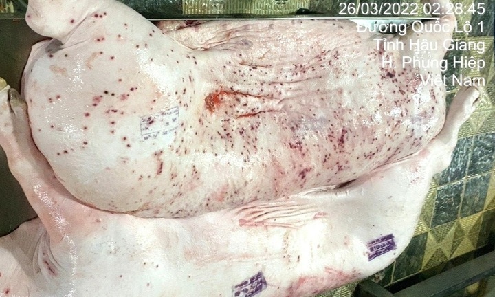 Vụ Công ty C.P. Việt Nam bị 