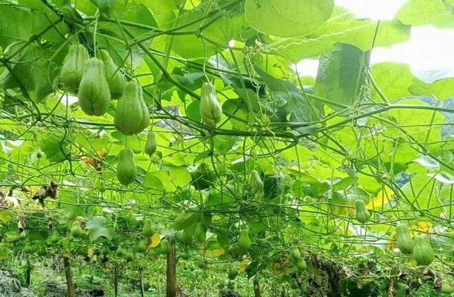 Cây mọc hoang đầy hàng rào ngày xưa, giờ là