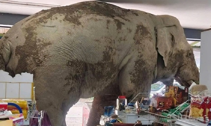 Voi khổng lồ ngang nhiên