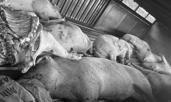 Phát hiện 9 con lợn chết, nhiều con xuất hiện những dấu hiệu bất thường trên da ở Quảng Trị