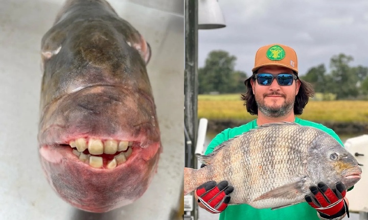 Ngư dân sốc nặng khi bắt được 