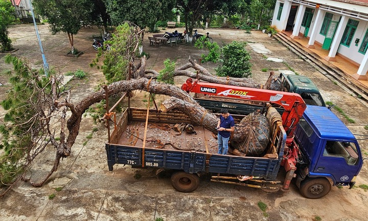 Gia Lai: Bị phát hiện chở cây thông cổ thụ, 2 tài xế