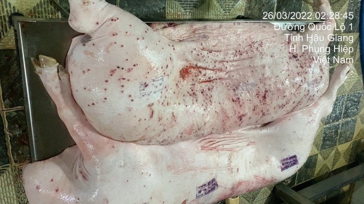 Vụ Công ty C.P. bị tố bán heo bệnh: Xác định danh tính người đóng dấu kiểm dịch sai