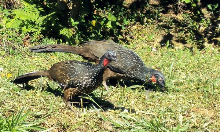 Loài chim lạ