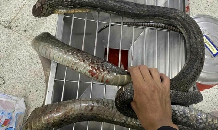 Sốc: Người phụ nữ xách nguyên xác rắn hổ mang đến bệnh viện sau khi bị cắn!