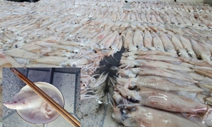 Thái Bình: Tạm niêm phong hơn 3,7 tấn hải sản để xác minh nguồn gốc, chất lượng