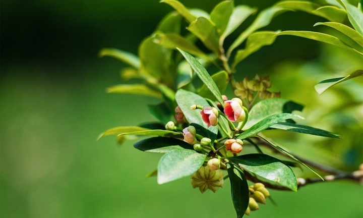 Loài hoa dại tỏa mùi thơm đặc biệt, đem phơi khô giá 250.000/kg, công dụng đỉnh cao ai cũng muốn sở hữu