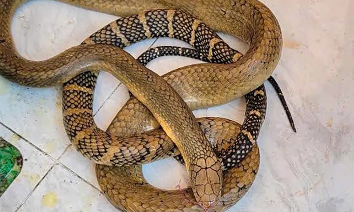 Từ vụ vận chuyển rắn hổ chúa, triệt phá đường dây buôn bán động vật quý hiếm