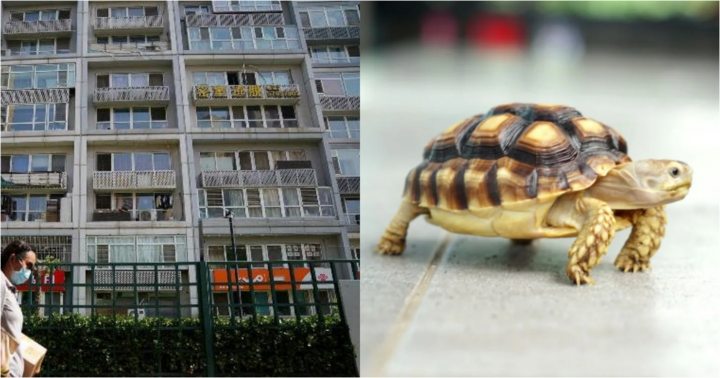 Bị rùa của hàng xóm rơi trúng đầu, bé 3 tuổi tử vong thương tâm ở Trung Quốc