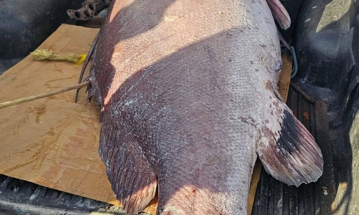 Câu được cá khổng lồ nặng 149kg, dài 1,9m, cần thủ lập tức bán giá gần 100 triệu