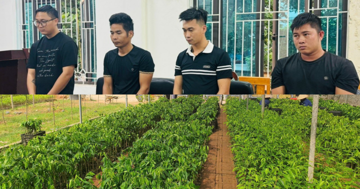 Khởi tố 4 đối tượng nhập lậu gần 100.000 cây Dó bầu từ Trung Quốc vào Việt Nam