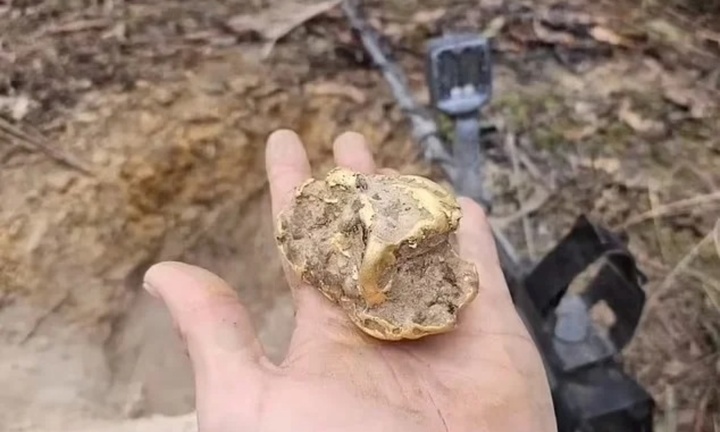 Đào gốc cây gỗ mục, người đàn ông tìm thấy cục vàng khổng lồ 