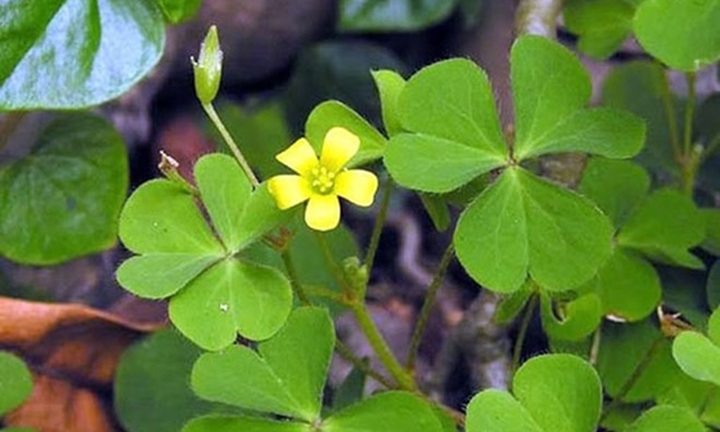 Loại cỏ dại bờ rào xưa không ai ngó, nay thành đặc sản 60.000 đồng/kg, gợi vị quê hương trong mâm cơm hiện đại