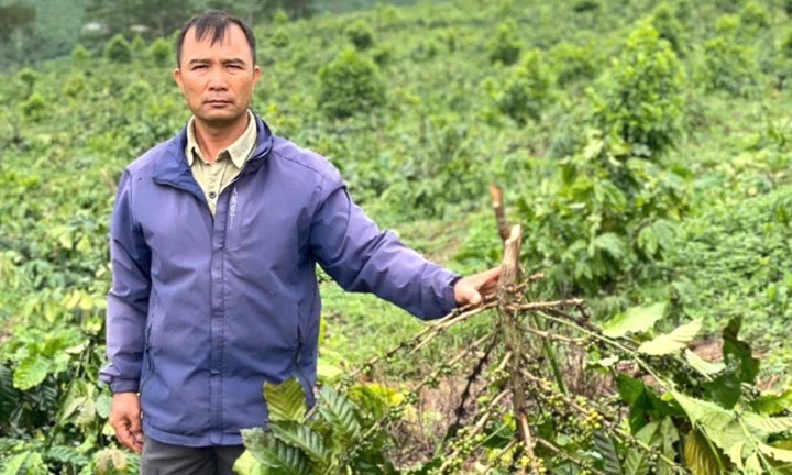 Vụ 18ha cà phê của nông dân bị đốn hạ, thiệt hại hàng tỷ đồng: Công an vào cuộc
