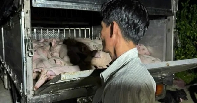 Phát hiện xe chở 120 con heo không giấy kiểm dịch đưa vào Bạc Liêu tiêu thụ