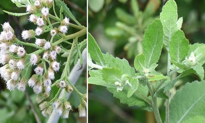 Cây dại mọc bờ rào nay thành đặc sản được ưa chuộng vào mùa hè vì hương vị lạ, giá 50.000 đồng/kg