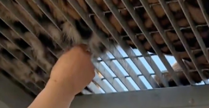 Khách tham quan ngang nhiên giật lông hổ 