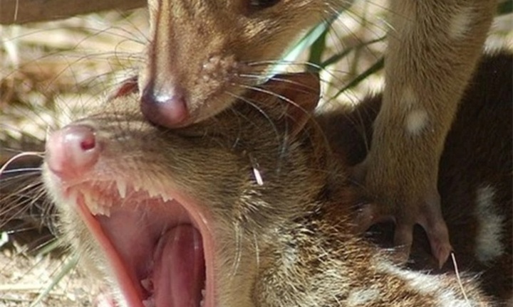 Bí ẩn loài động vật quý hiếm, được phát hiện từ năm 1880, tập tính 