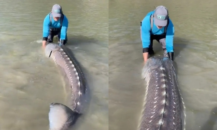 Clip: Người đàn ông câu được sinh vật khổng lồ dài 3 mét, nặng 270kg