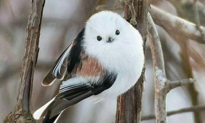 Tan chảy trái tim với