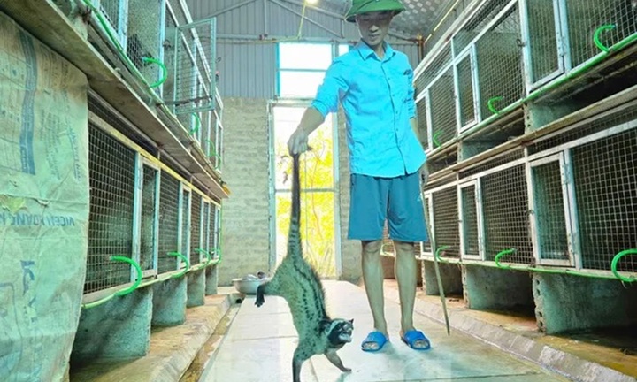 Bỏ phố về quê nuôi con vật lưng có sọc, 