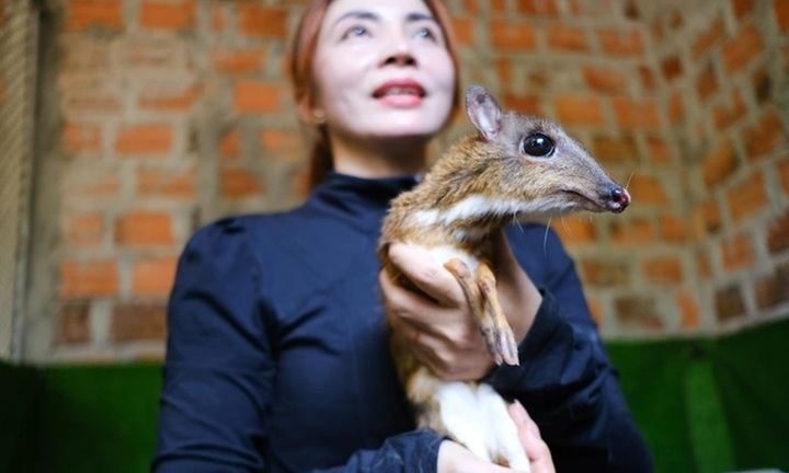 Chán cảnh trồng cao su, người phụ nữ Kon Tum chuyển nuôi loài quý hiếm tên lạ hoắc, có người 