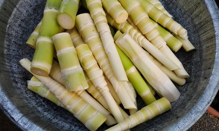 Người bệnh thận có nên ăn măng không?