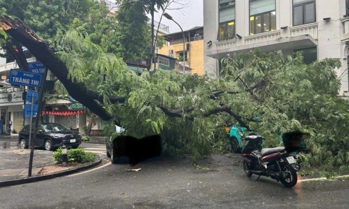 Hiện trường cây phượng cổ thụ đổ trúng 3 ô tô trên phố Tràng Thi ở Hà Nội