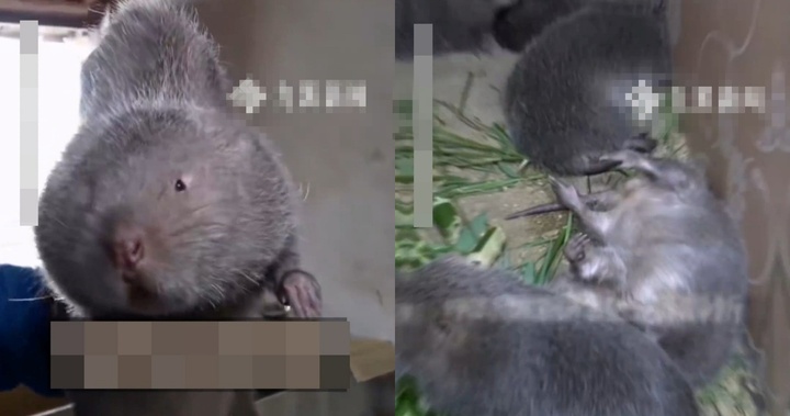 Ăn sáng bằng thịt chuột bắt được trong vườn, cặp vợ chồng phát bệnh 