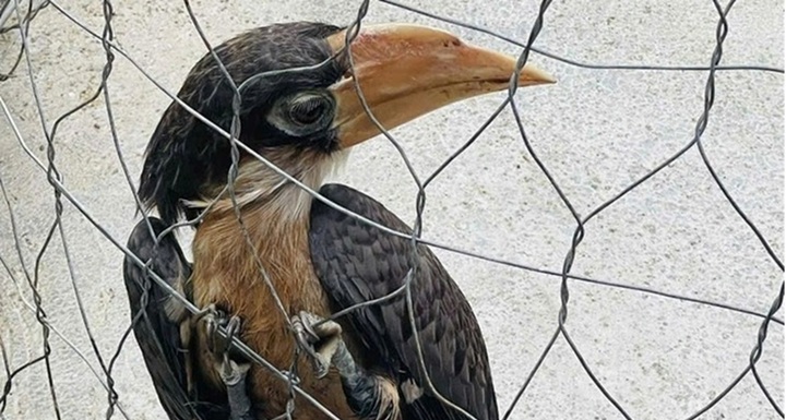 Con chim đặc biệt, đầu đội “mũ sừng”, có tên trong Sách Đỏ Việt Nam, “lạc” vào nhà dân ở Phú Yên quý hiếm ra sao?